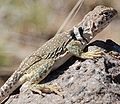 Collared Lizard Albuquerque NM Preview.JPG