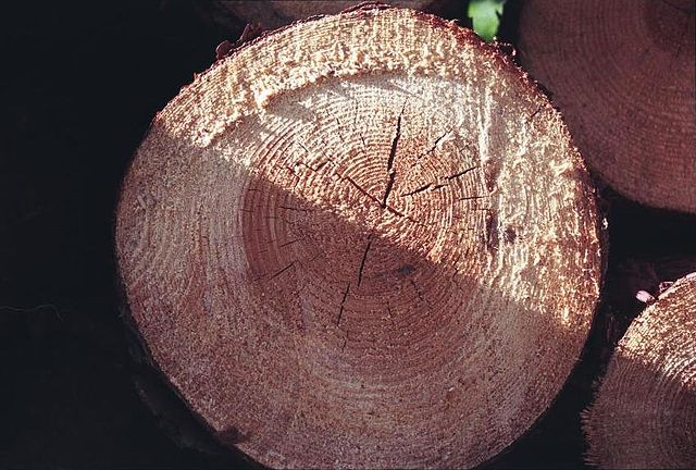 File:VeluweTreeTrunk.jpg