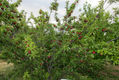 Plum tree.jpg