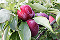 Plums in tree.jpg