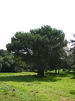 Pinus pinea.jpg