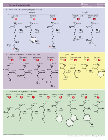 Table of Amino Acids.